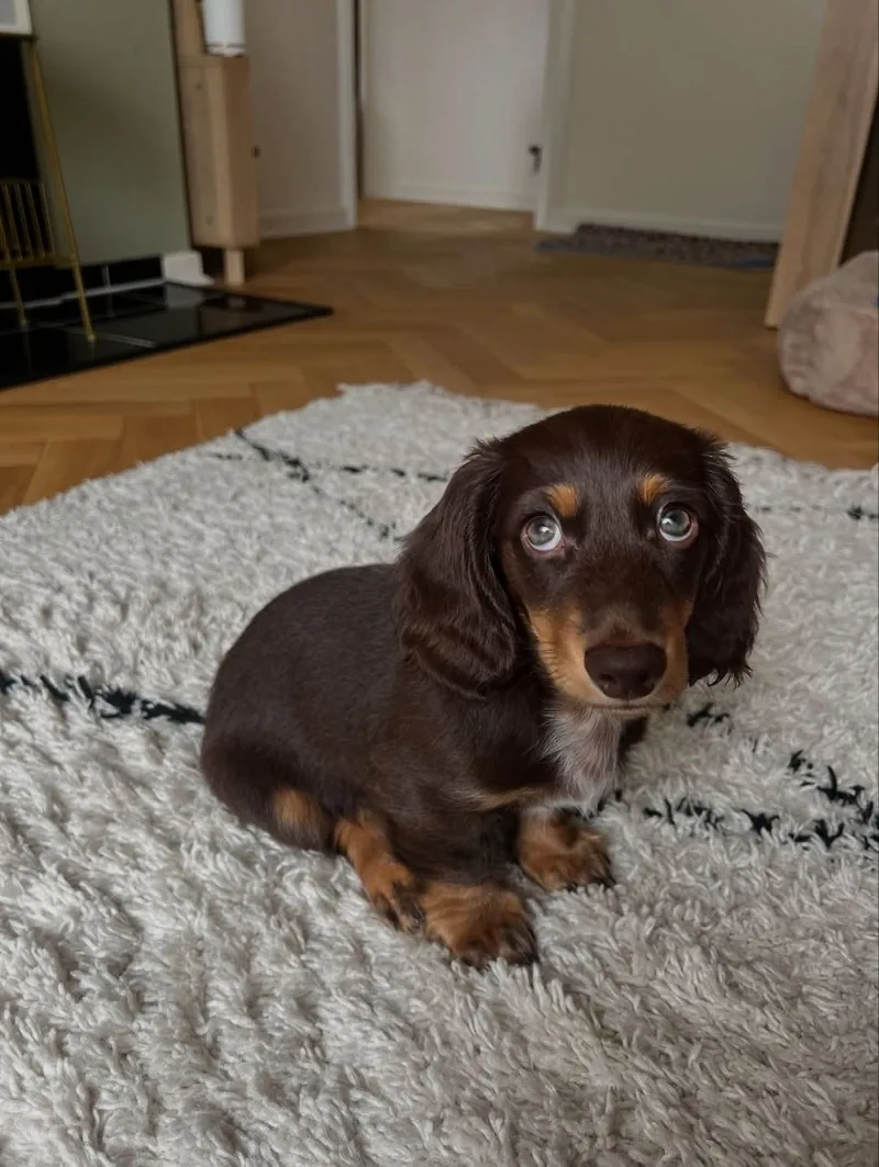 Bear resting on a textured cream rug at home, showing his full chocolate and tan long-haired coat