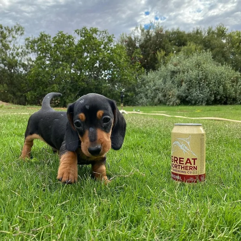 Pickle, a black and tan smooth-coated Miniature Dachshund puppy, standing on green grass and looking straight at the camera