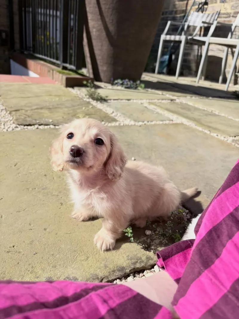 Bella, a female cream long-haired Miniature Dachshund puppy, sitting on a sunlit stone patio and tilting her head toward the camera