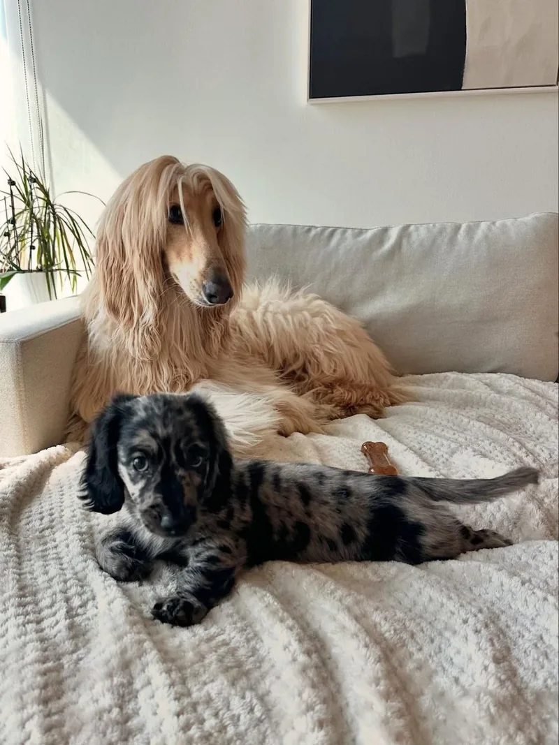 Blue lying calmly on a soft blanket beside an adult cream Afghan Hound in a sunlit living room