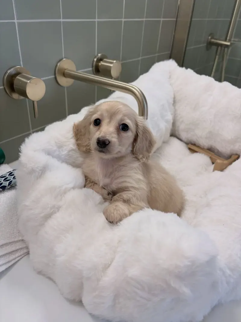 Bella settled in a plush white bed indoors with one front paw stretched over the edge