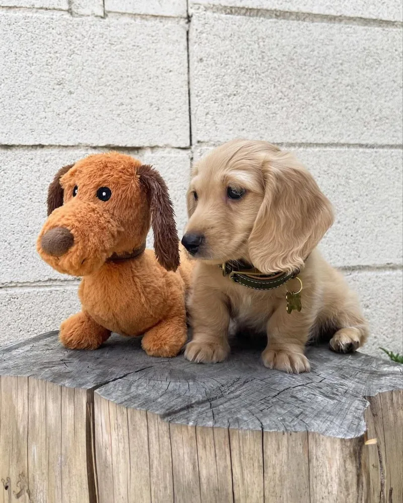 Charlie turning his head toward a plush dachshund toy, showing his collar and gold bone tag