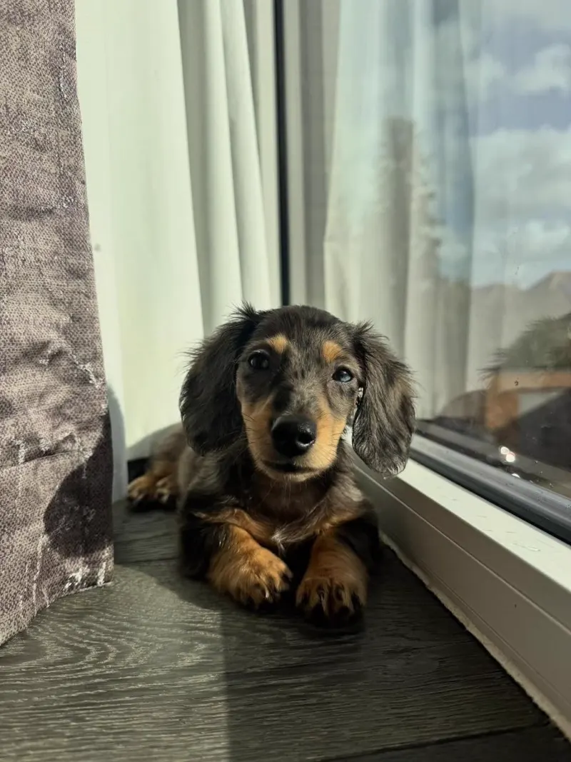 Ivy resting quietly in a sunny corner by the patio door, paws crossed and both long ears framing her face