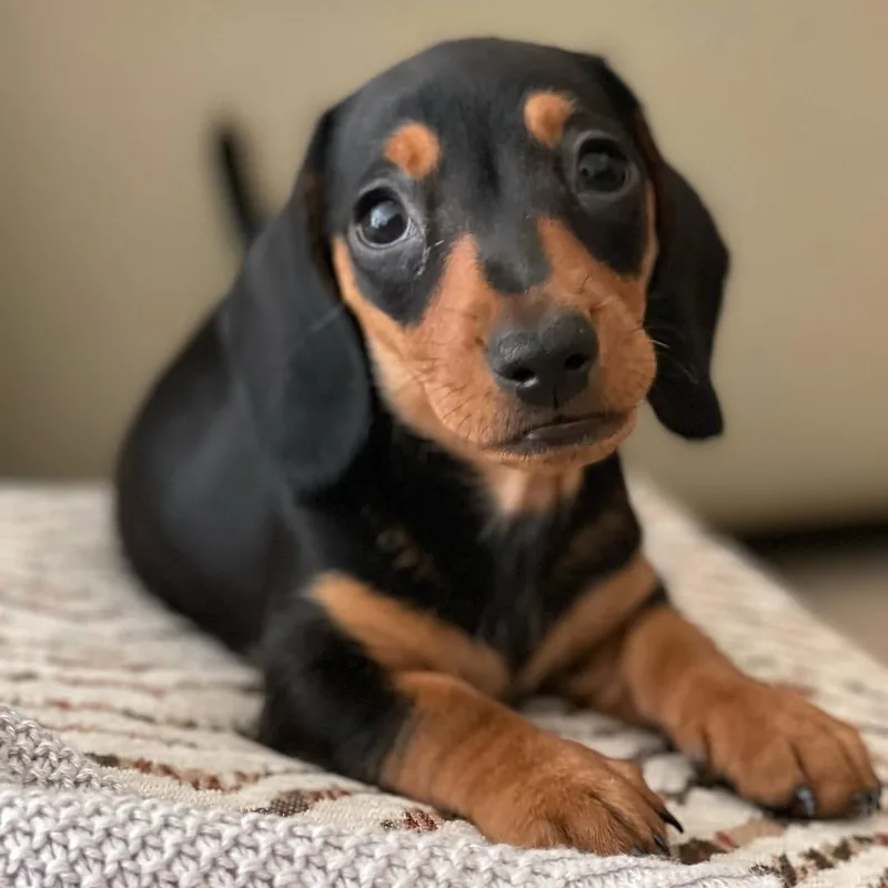 Pickle, a black and tan smooth-coated Miniature Dachshund puppy, lying on a knit blanket and looking at the camera