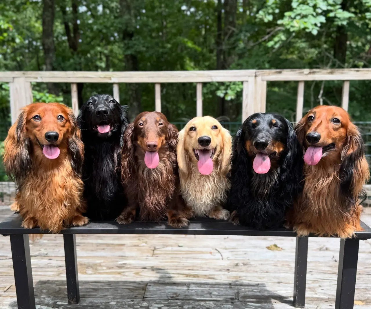 Six long-haired Miniature Dachshunds sitting side by side on an outdoor bench