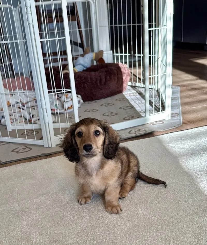 Archie sitting upright in a sunlit family room, head tilted, with his darker sable shading visible along his back and tail