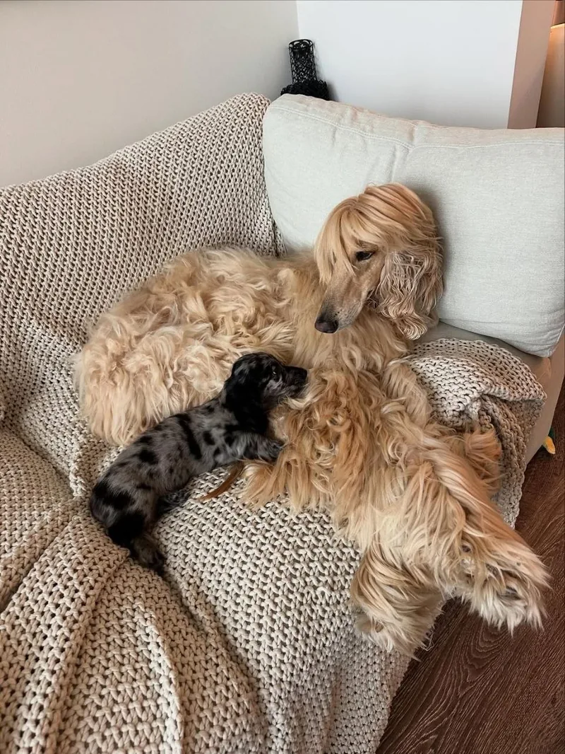 Blue stepping up to greet the family's adult Afghan Hound on the couch, part of his everyday socialization at home