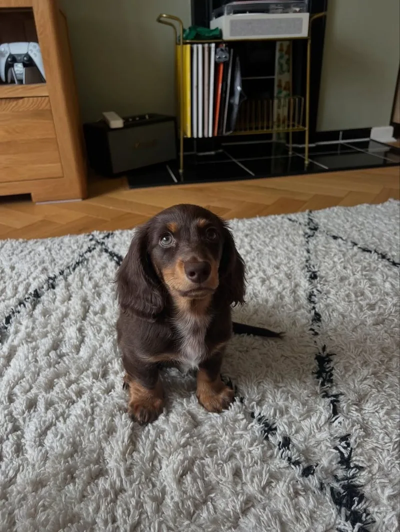 Bear sitting upright on a rug indoors, looking up with his long chocolate ears framing his face