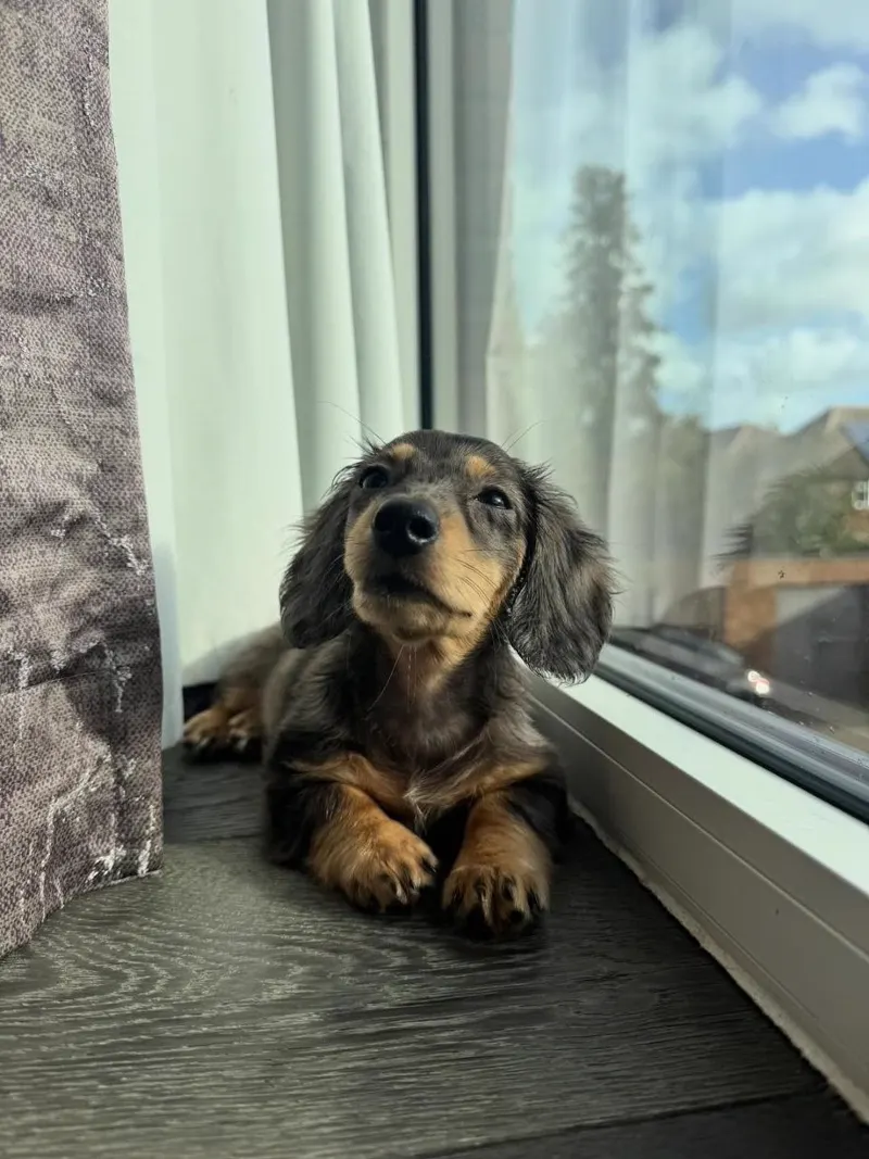 Ivy settled on the floor beside a tall window with her chin lifted, watching the garden outside