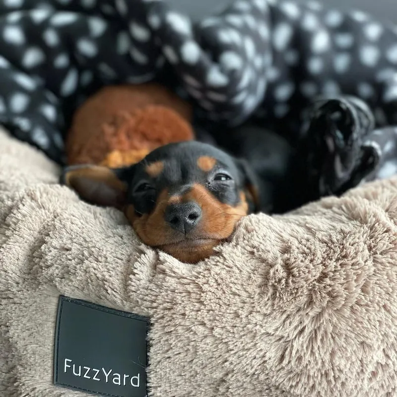 Pickle settling down for a nap in a soft plush dog bed indoors