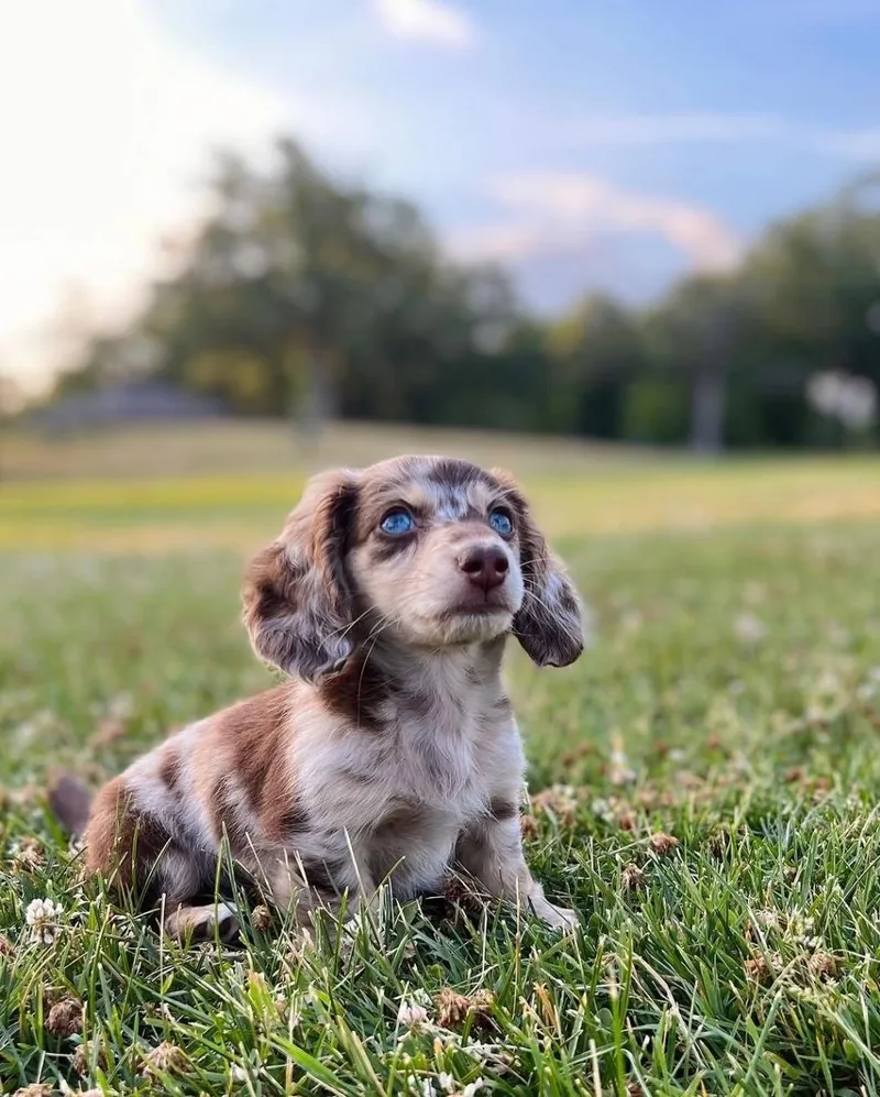 Daisy sitting on a clover-dotted lawn, head tipped upward as she watches something above her