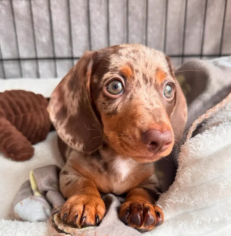 Teddy settled on a soft cream blanket in his crate beside a plush toy, his chocolate dapple face markings clearly visible