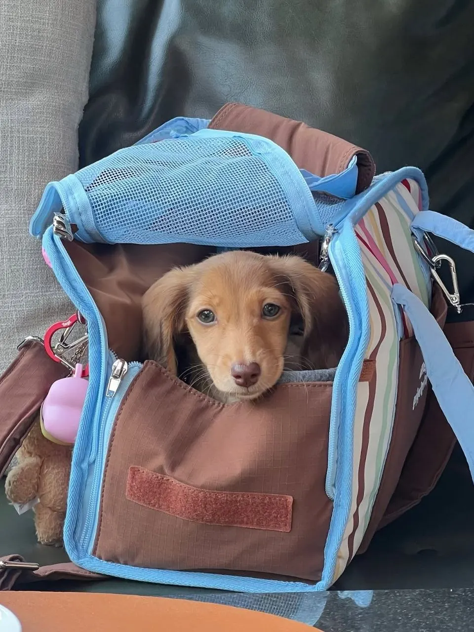 Cream long-haired Miniature Dachshund puppy looking out of a brown and blue soft-sided travel carrier