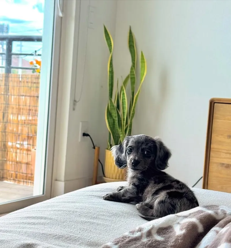 Holly resting on a bed beside a sunny patio door, her blue dapple markings clear along her back