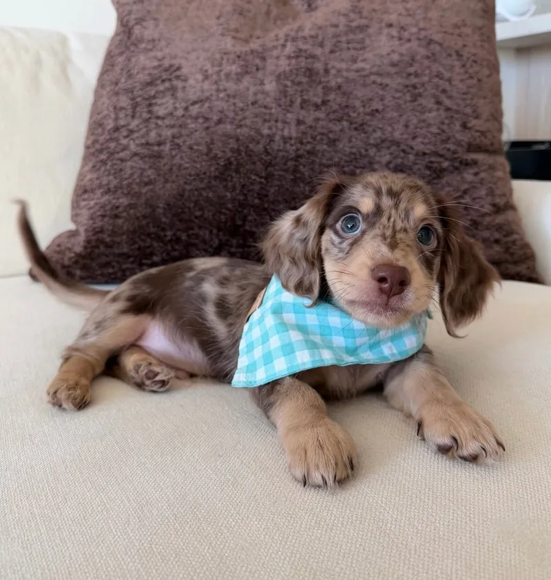 Josh, an 8-week-old chocolate dapple Miniature Dachshund puppy resting on a cream couch