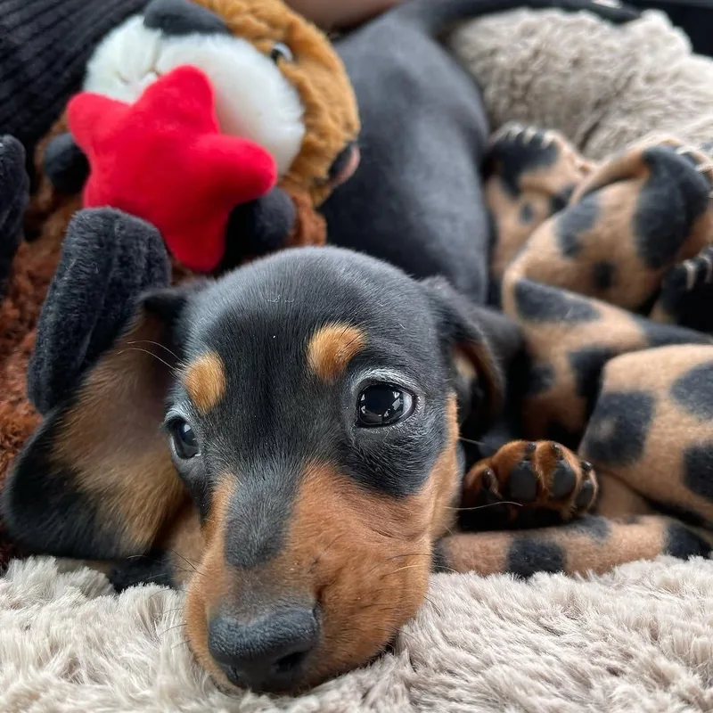 Close view of Pickle resting beside a plush toy, showing his tan eyebrow markings and smooth black coat