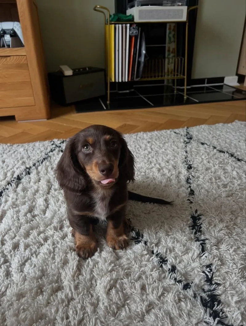 Bear, a chocolate and tan long-haired Miniature Dachshund puppy, sitting on a cream rug and looking toward the camera