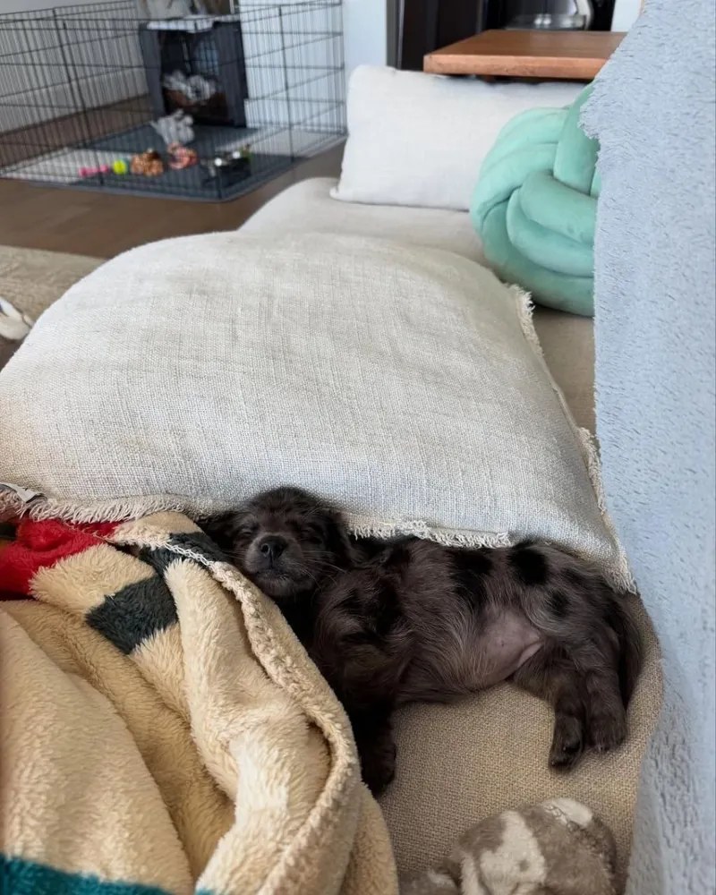 Holly asleep under the edge of a linen cushion on the couch, tucked against a soft blanket