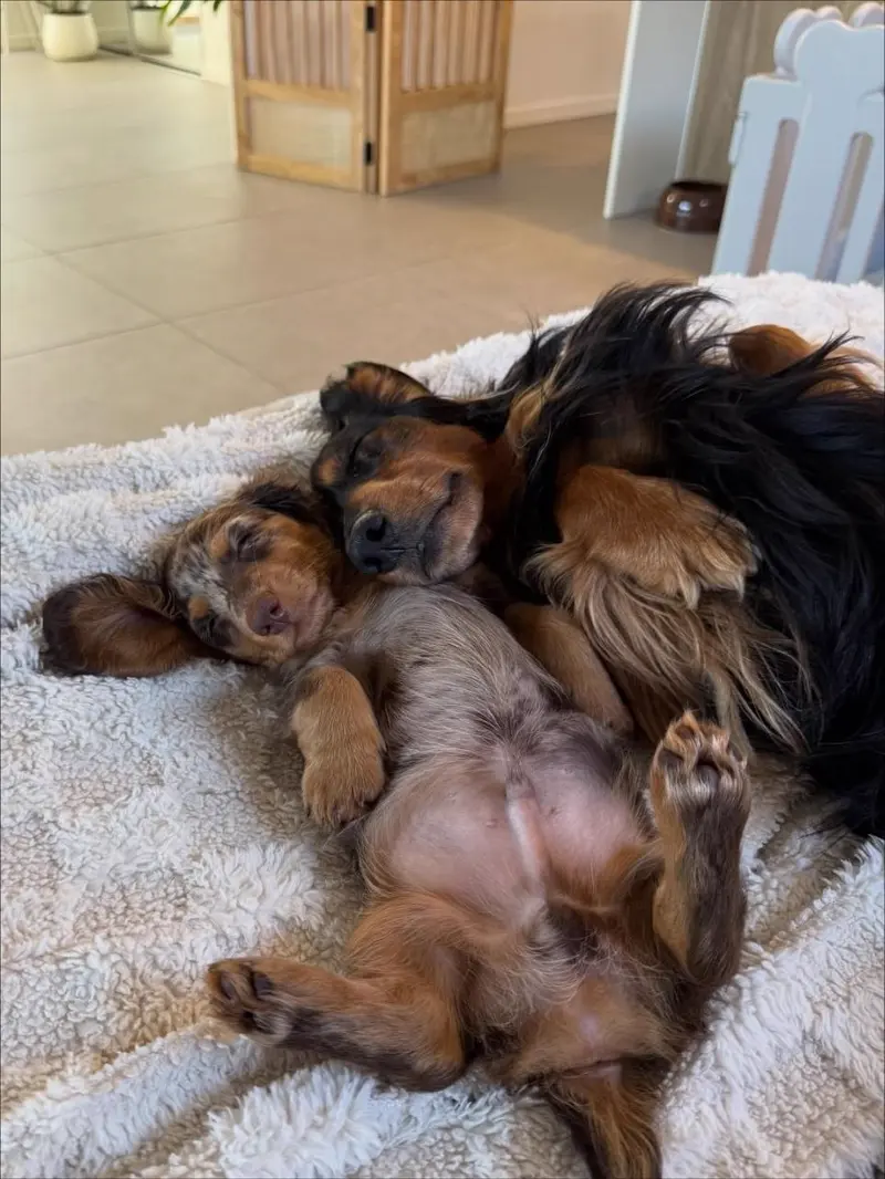 Billy fast asleep upside down on a soft cream rug, curled up against an older long-haired Dachshund