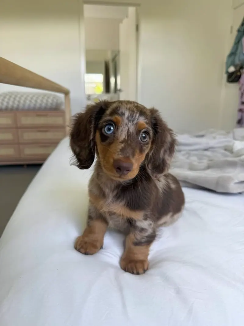 Billy, a male chocolate dapple long-haired Miniature Dachshund puppy with one blue eye and one hazel eye, standing on a white bed and looking straight at the camera
