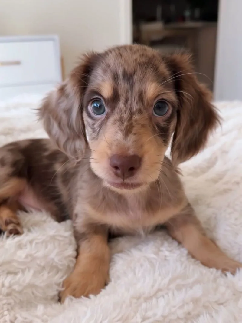 Josh, an 8-week-old chocolate dapple Miniature Dachshund puppy