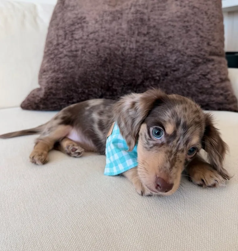 Side view of Josh on a sofa, showing the mottled pattern of his chocolate dapple coat
