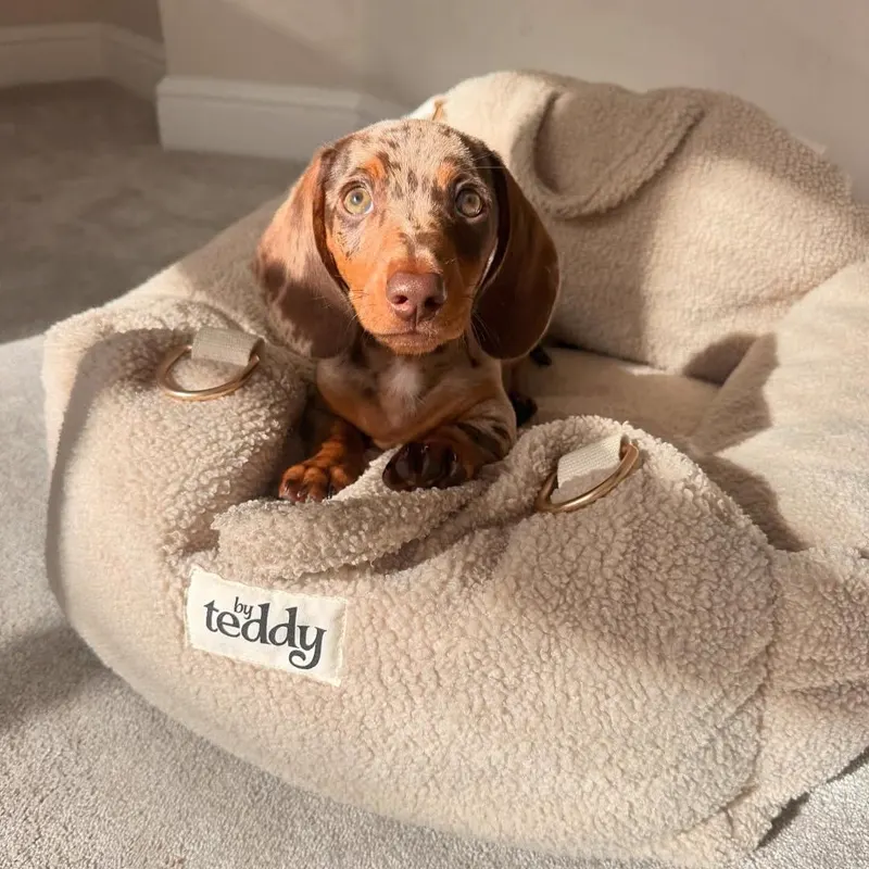 Teddy tucked into a fleece bolster bed in afternoon sunlight, looking up with his tan eyebrow points catching the light