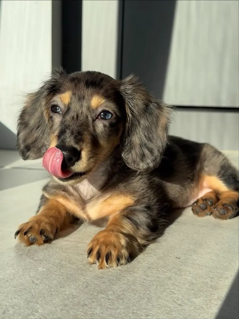 Ivy mid-lick with her tongue curled over her nose, silver-and-tan dapple markings clear across her face and shoulders