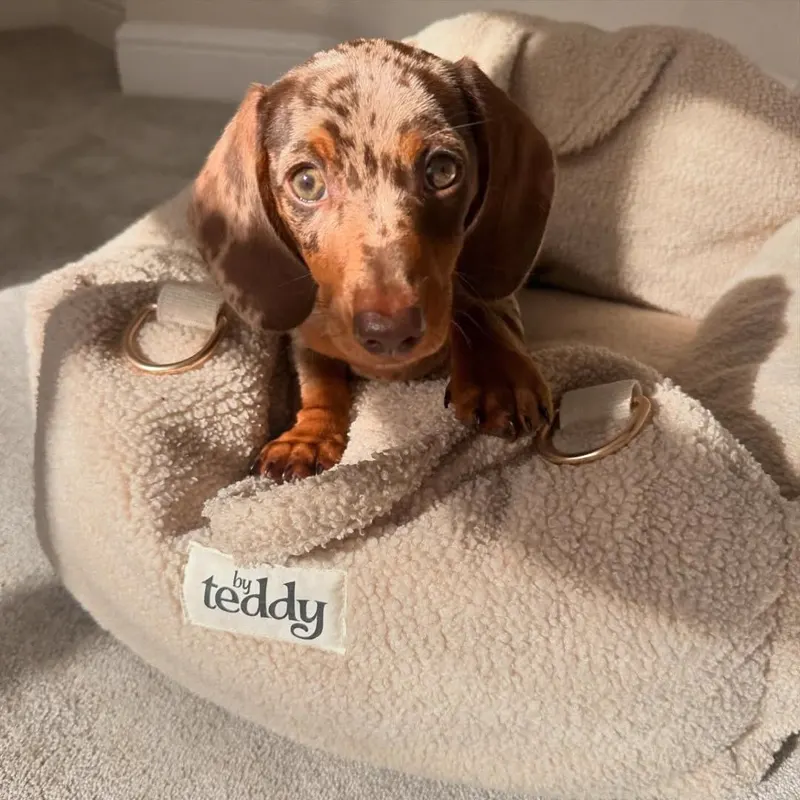 Teddy stretched forward over the edge of his sherpa bed with both front paws out, sunlight across his shorthaired chocolate coat