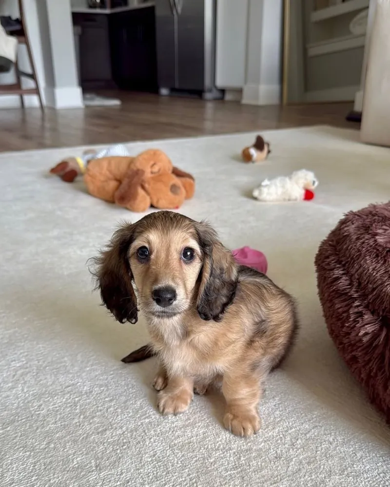 Archie, a shaded cream and sable long-haired Miniature Dachshund puppy, sitting on a pale rug and looking up at the camera with dark eyes and long feathered ears