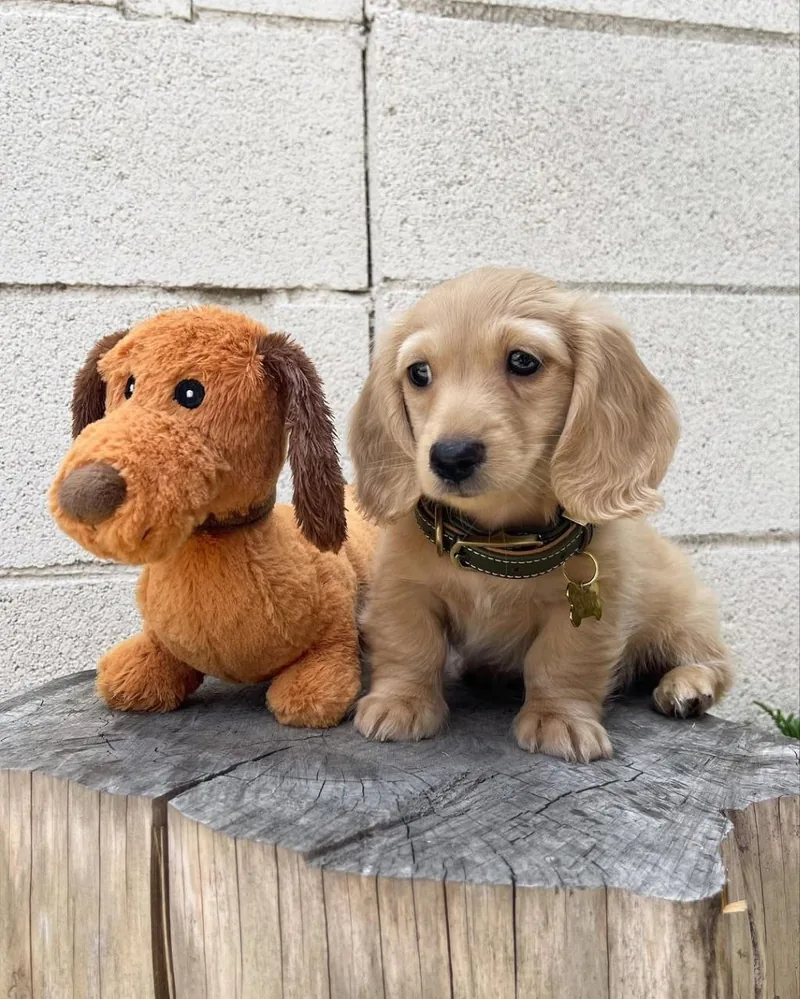 Charlie sitting on a wooden stump next to a plush dachshund toy, looking at the camera