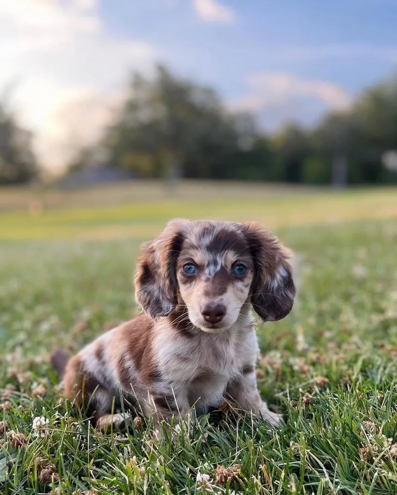 Daisy, a chocolate and cream dapple long-haired Miniature Dachshund puppy, sitting in the grass at sunset and facing the camera with bright blue eyes