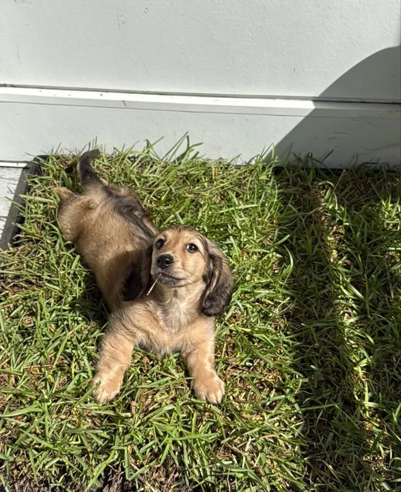 Overhead view of Archie stretched out on a small patch of lawn, glancing up with one ear folded back