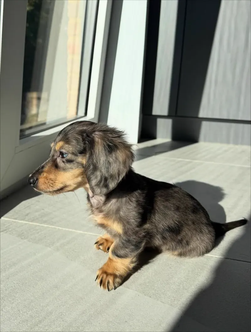 Side profile of Ivy sitting in a sunbeam, showing her long low-set ears and the blue-grey dappling along her back