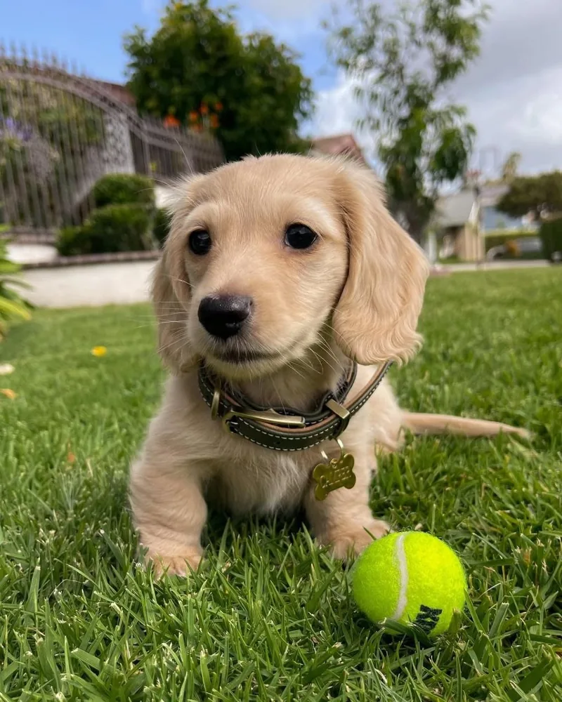 Charlie, a cream long-haired Miniature Dachshund puppy, sitting on green grass beside a tennis ball