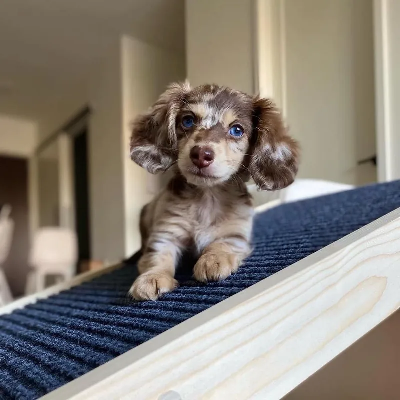 Daisy resting her front paws on a navy carpeted puppy ramp indoors, ears framing her speckled chocolate and cream face