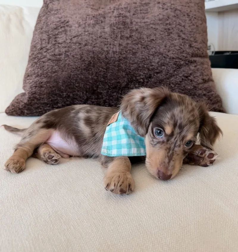 Josh resting his head on one paw while wearing a blue gingham bandana