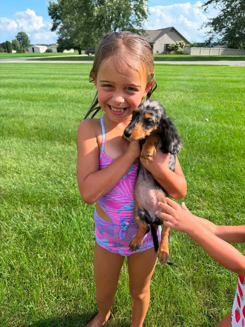 Child standing on a lawn holding a dapple Dachshund puppy