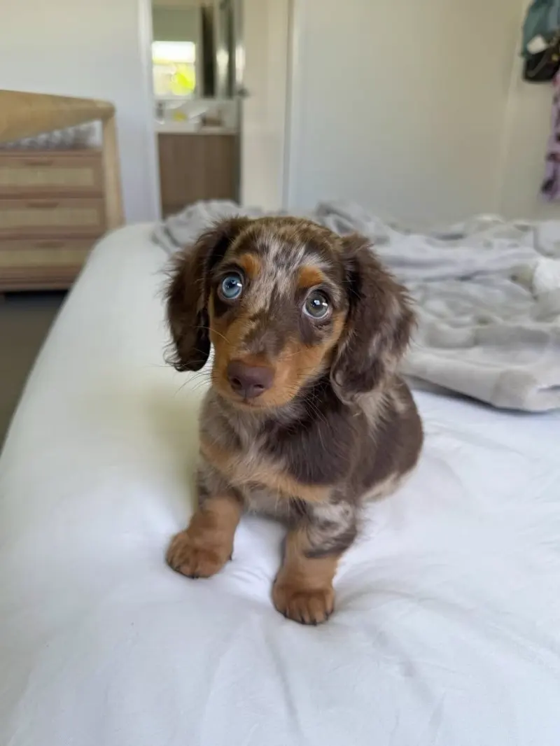 Billy sitting squarely on the bed with his long feathered ears framing his face and tan points visible on his paws