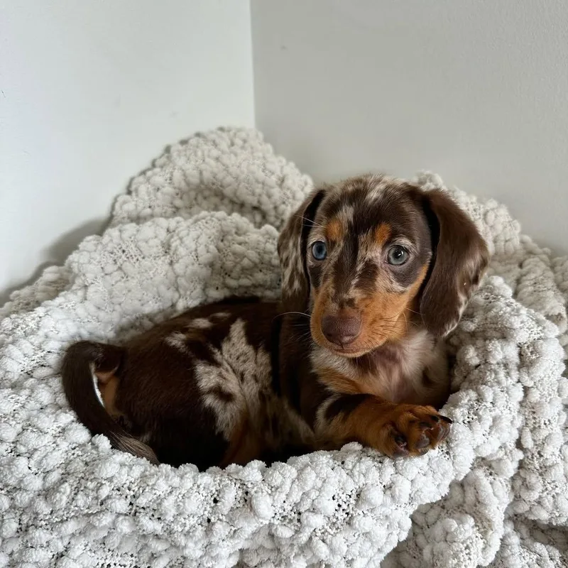 Rosie, a chocolate dapple long-haired Miniature Dachshund puppy, curled into a cream knitted blanket and looking at the camera