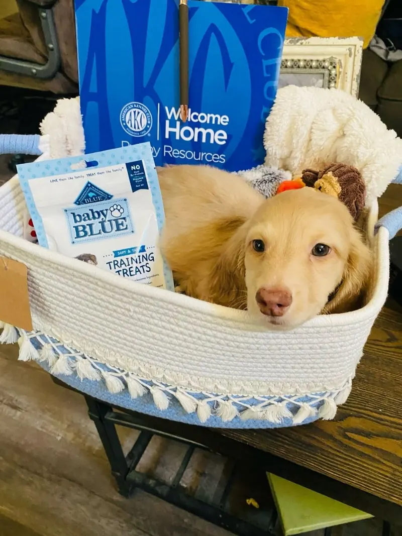 Cream long-haired Dachshund puppy resting in a woven basket with a blanket, toy and treats