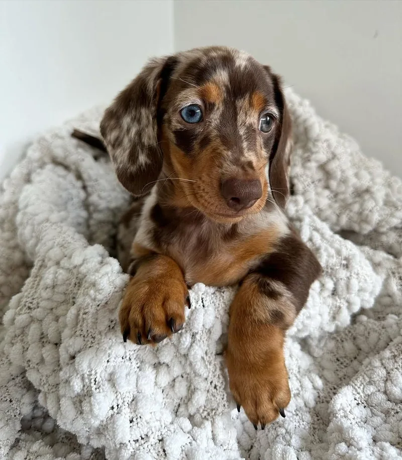 Rosie resting with her front paws over a soft blanket, showing her chocolate dapple markings and tan points