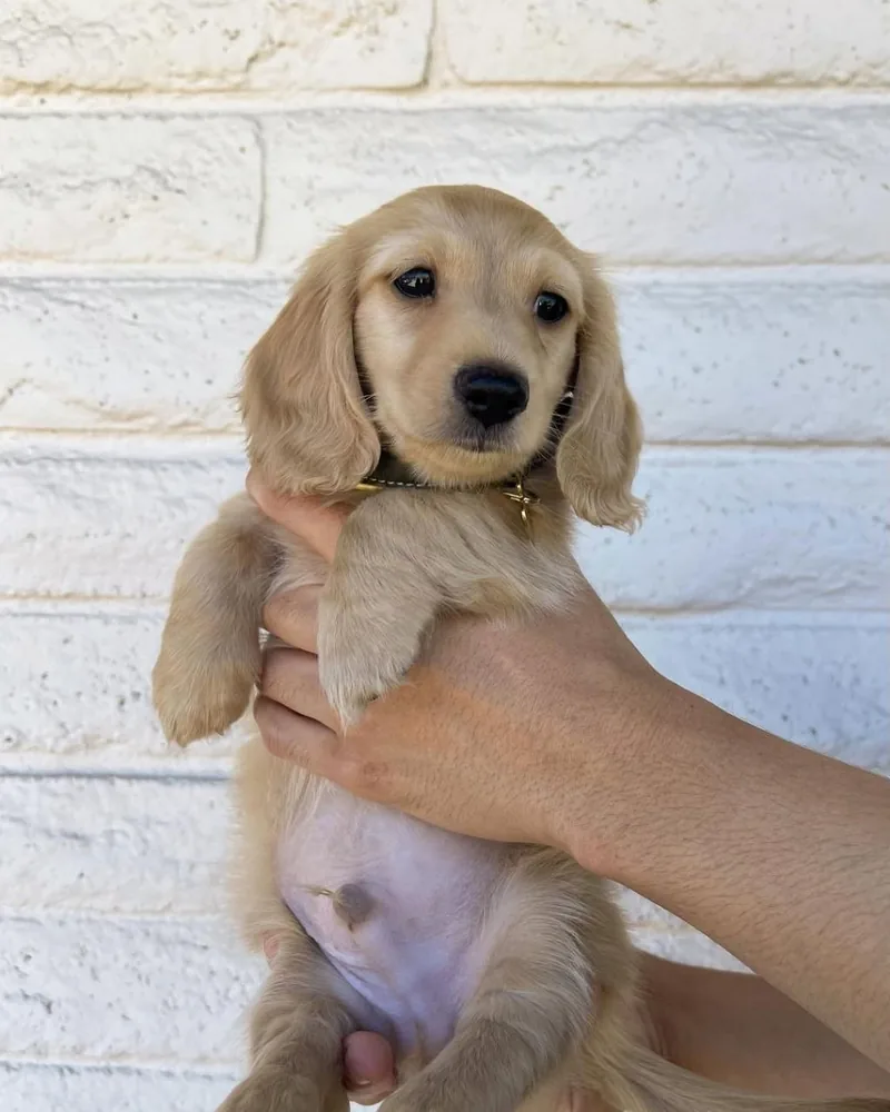 Charlie held up in two hands in front of a white brick wall, facing the camera