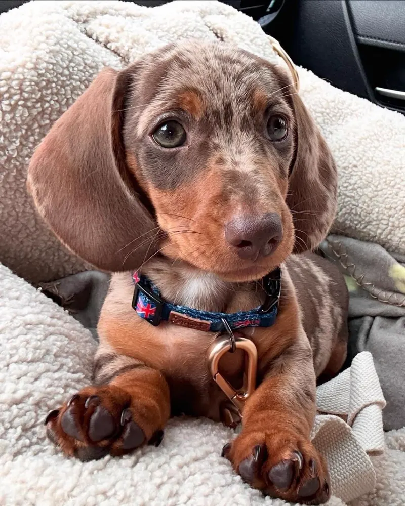 Teddy, a male chocolate dapple shorthair Miniature Dachshund puppy in a denim collar, resting on a cream sherpa car seat and looking straight at the camera