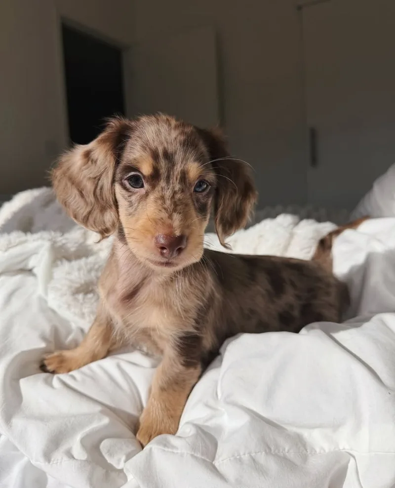 Josh sitting on a white duvet, showing his chocolate dapple markings and long ears