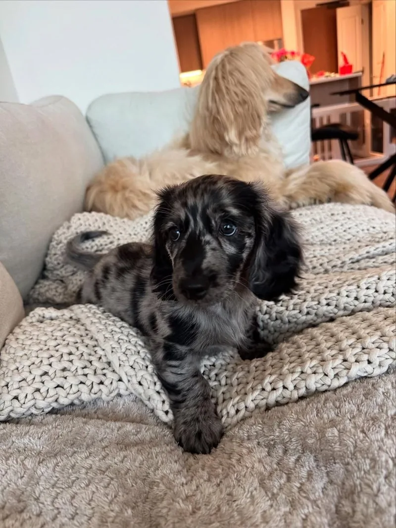 Blue, a black and gray dapple long-haired Miniature Dachshund puppy, resting on a knit blanket and looking straight at the camera