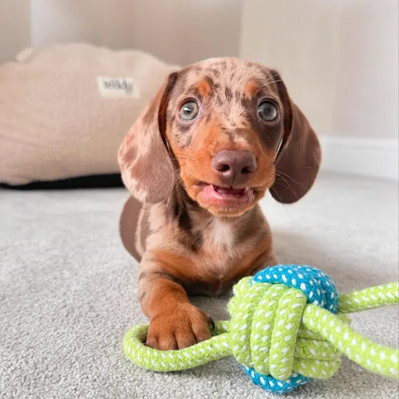 Teddy lying on the carpet with one paw over a green and blue knotted rope ball, mouth open mid-play