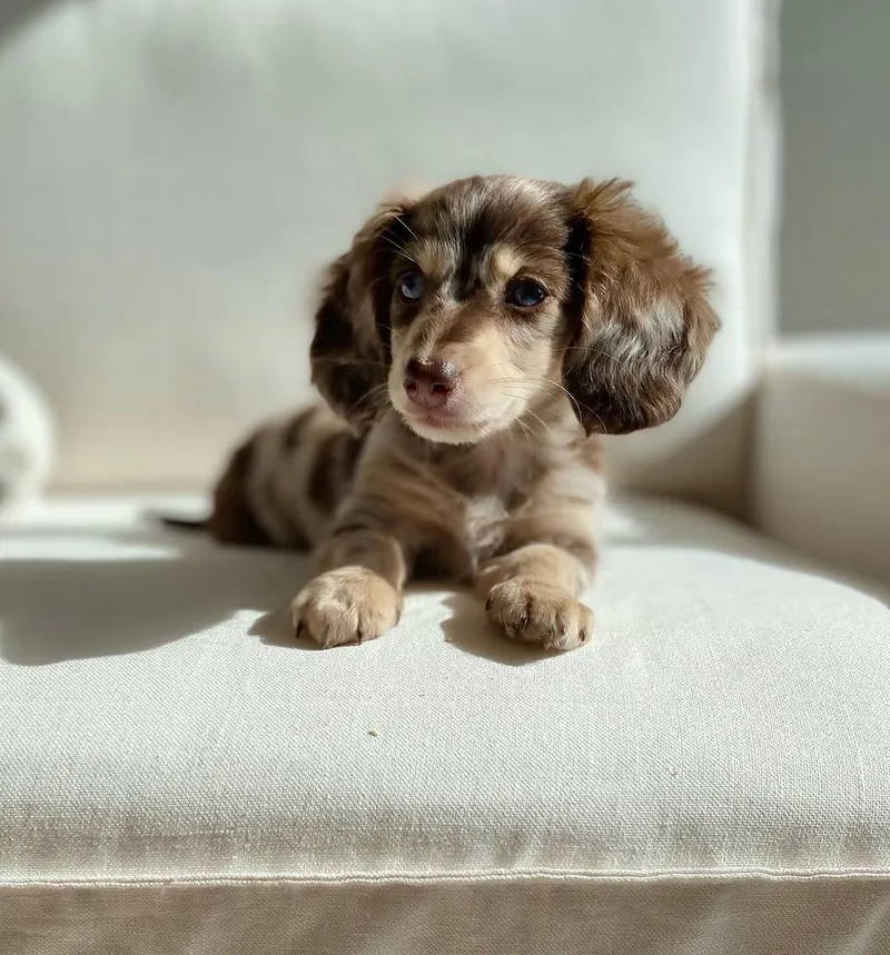 Daisy lying on a cream linen cushion in afternoon sunlight, showing the long feathering on her ears and the dapple pattern along her back