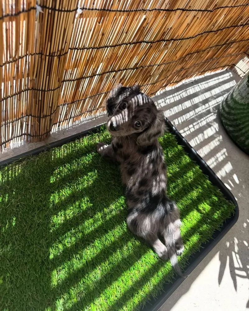 Holly outside on her potty-training grass pad, looking up through striped sunlight from the patio screen