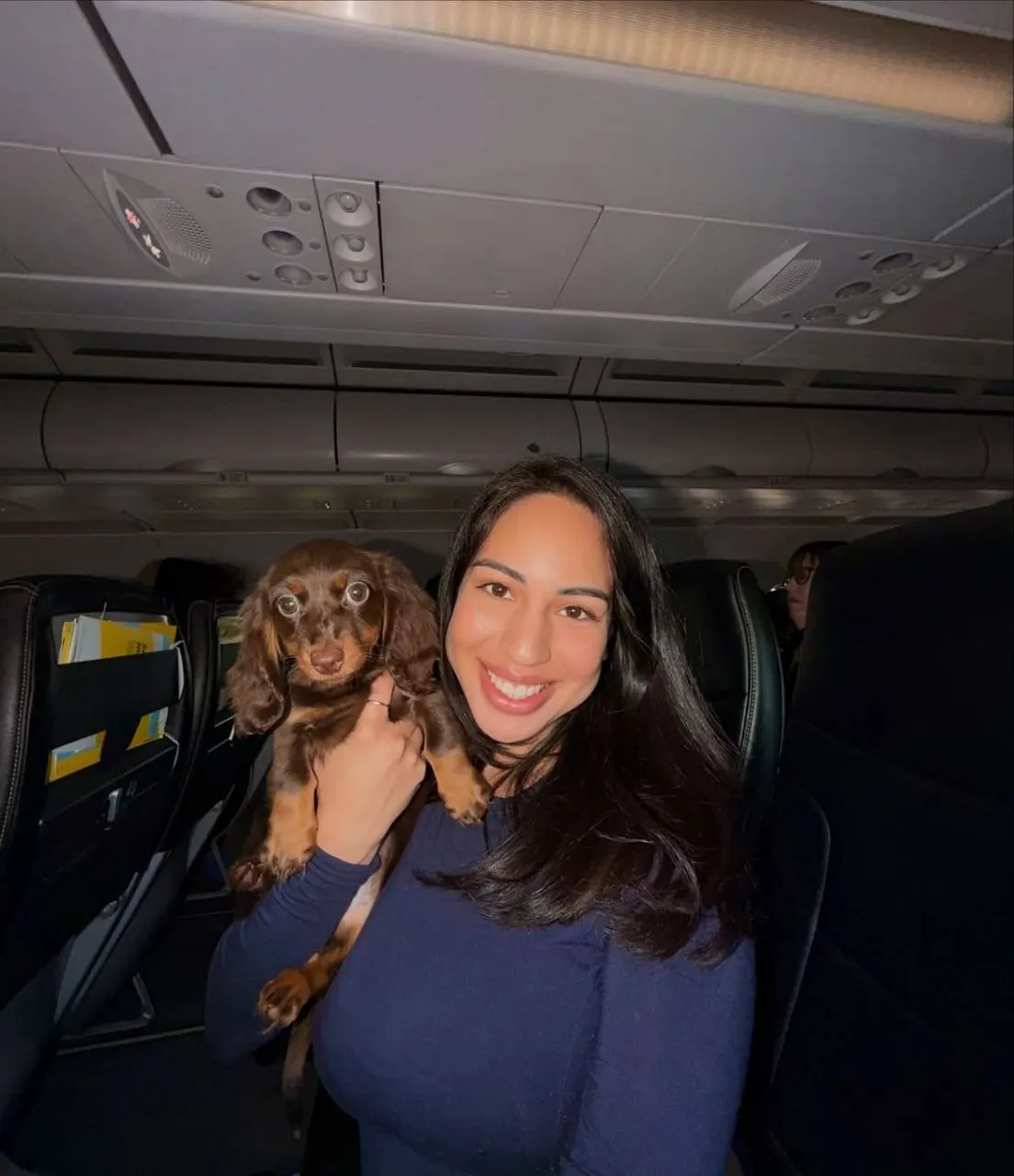 Person on board an aircraft holding a chocolate and tan long-haired Miniature Dachshund puppy on their shoulder